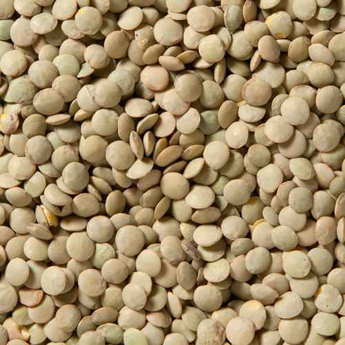 Green Lentils