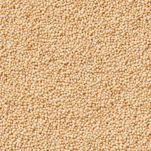 Organic Amaranth Grain | Woodstock Farms