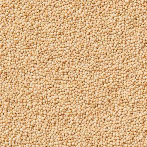 Organic Amaranth Grain | Woodstock Farms