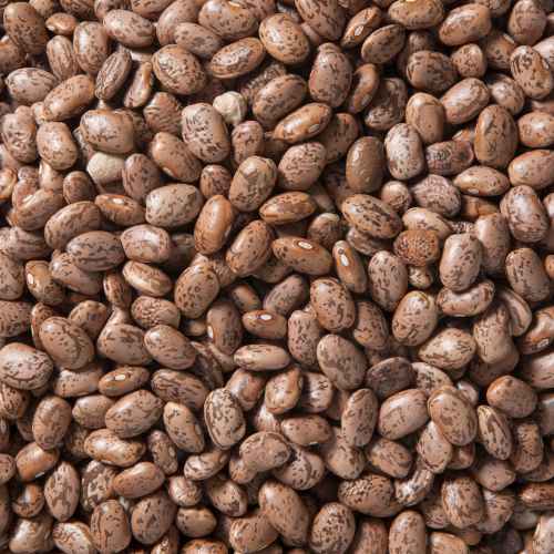Pinto Beans