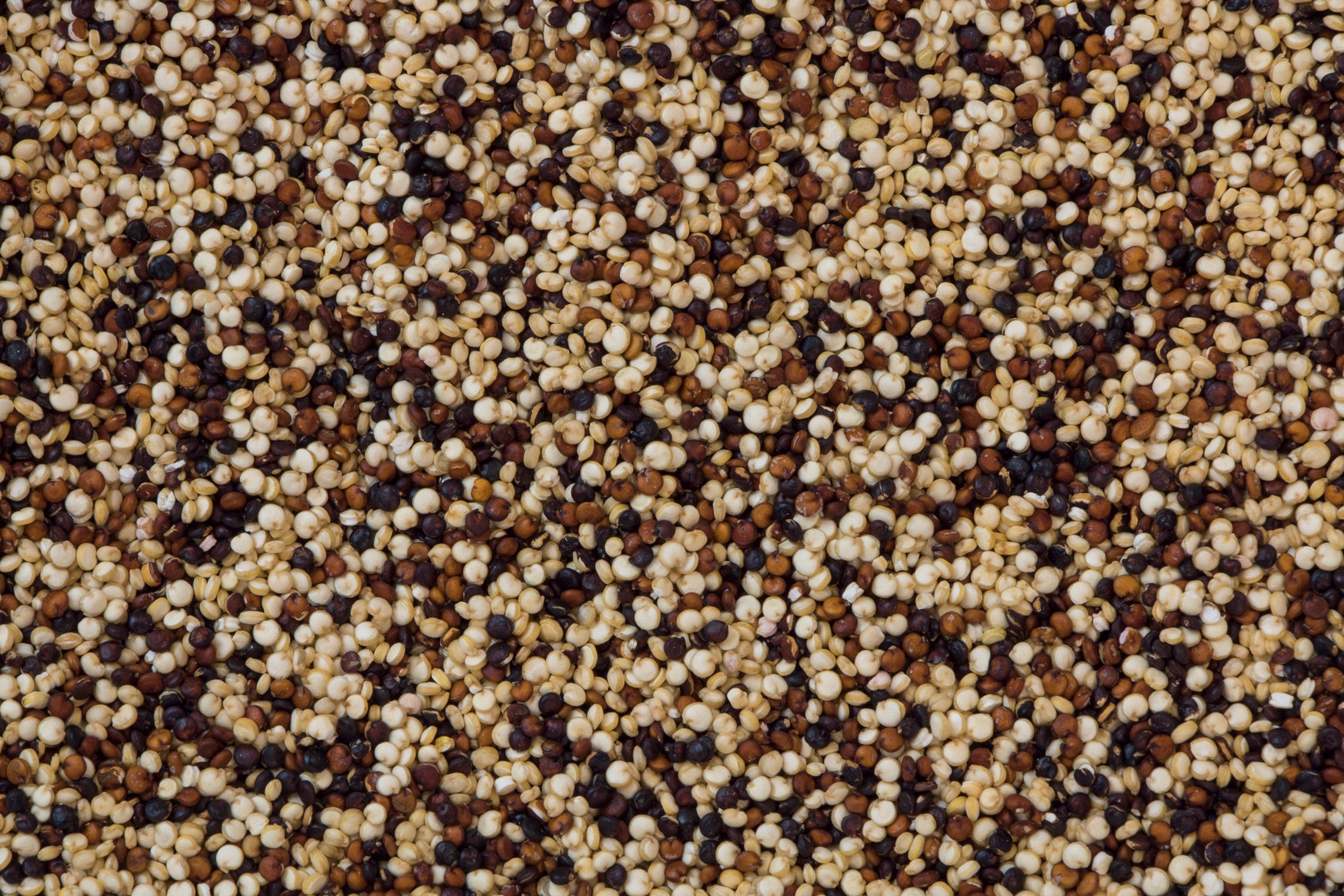 Organic tri-color quinoa