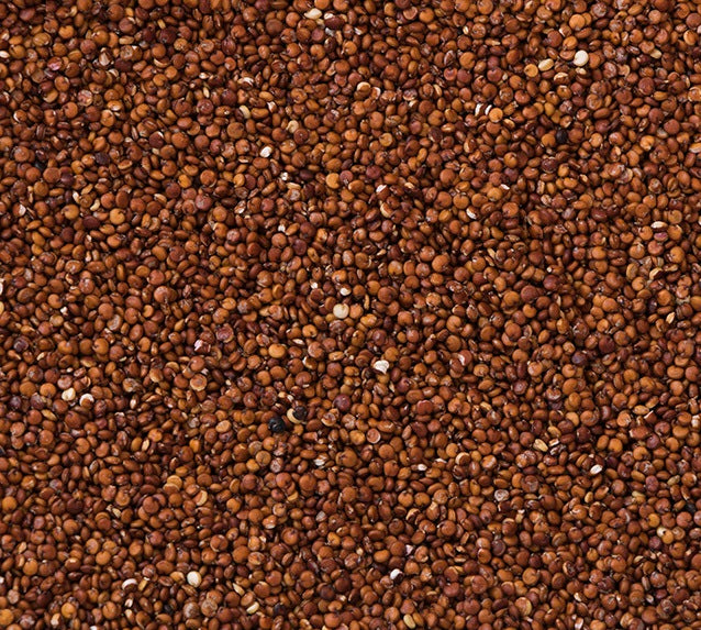 Organic red quinoa